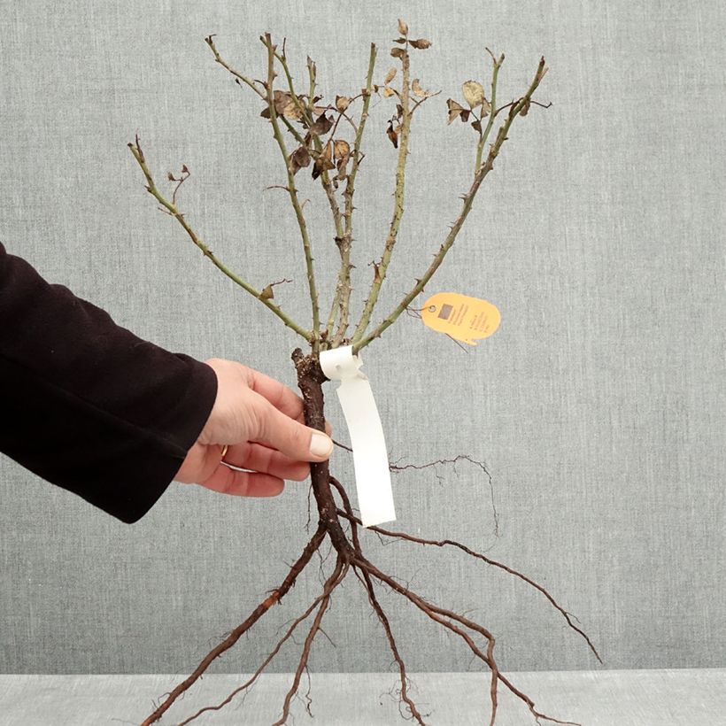 Example of Rosa Moulin Rouge - Trosroos Naakte wortel as you get in hiver