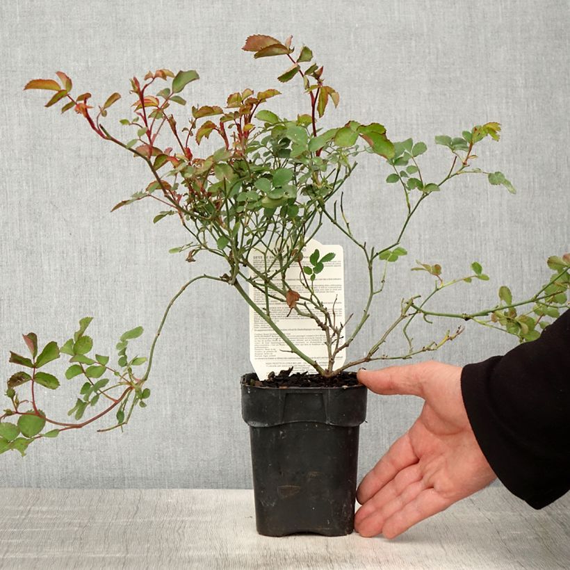 Exemplaar van Rosa Rêve de Paris - Trosroos Pot van 10 cm/11 cm zoals geleverd in de lente