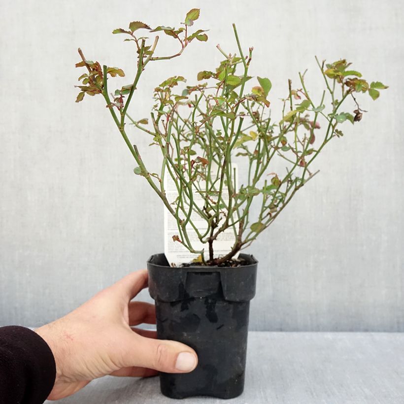 Exemplaar van Rosa Rêve de Paris - Trosroos Pot van 10 cm/11 cm zoals geleverd in de herfst