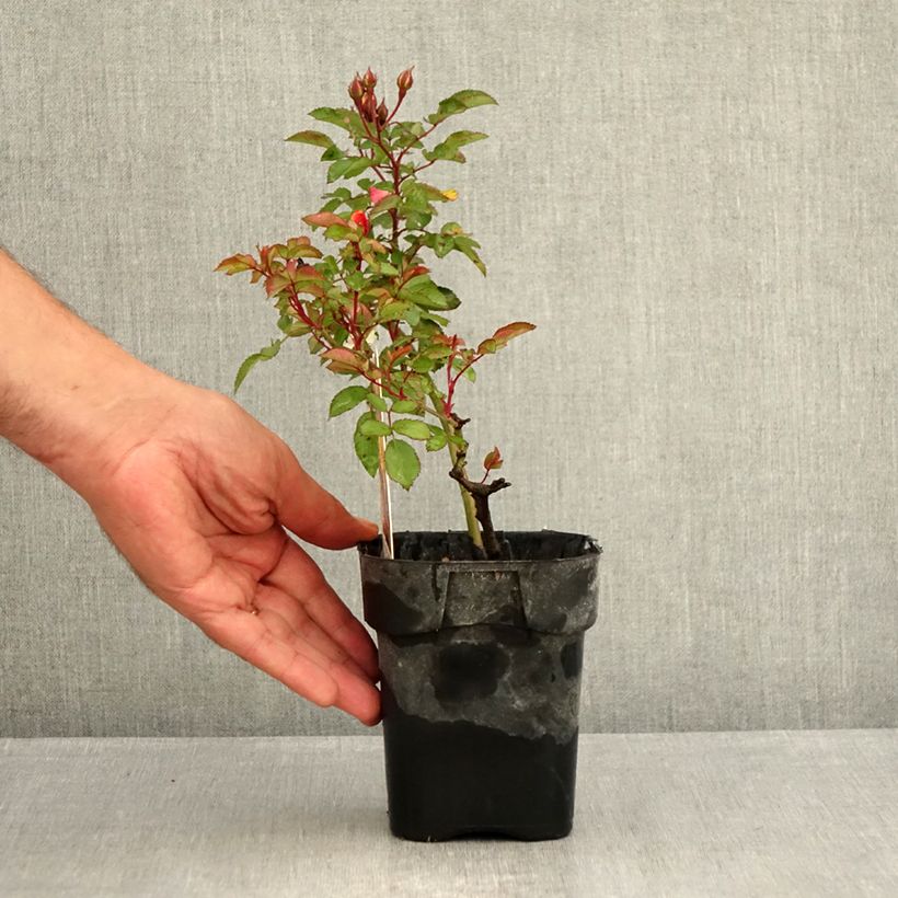 Exemplaar van Rosa Rêve de Paris - Trosroos Pot van 10 cm/11 cm zoals geleverd in de zomer
