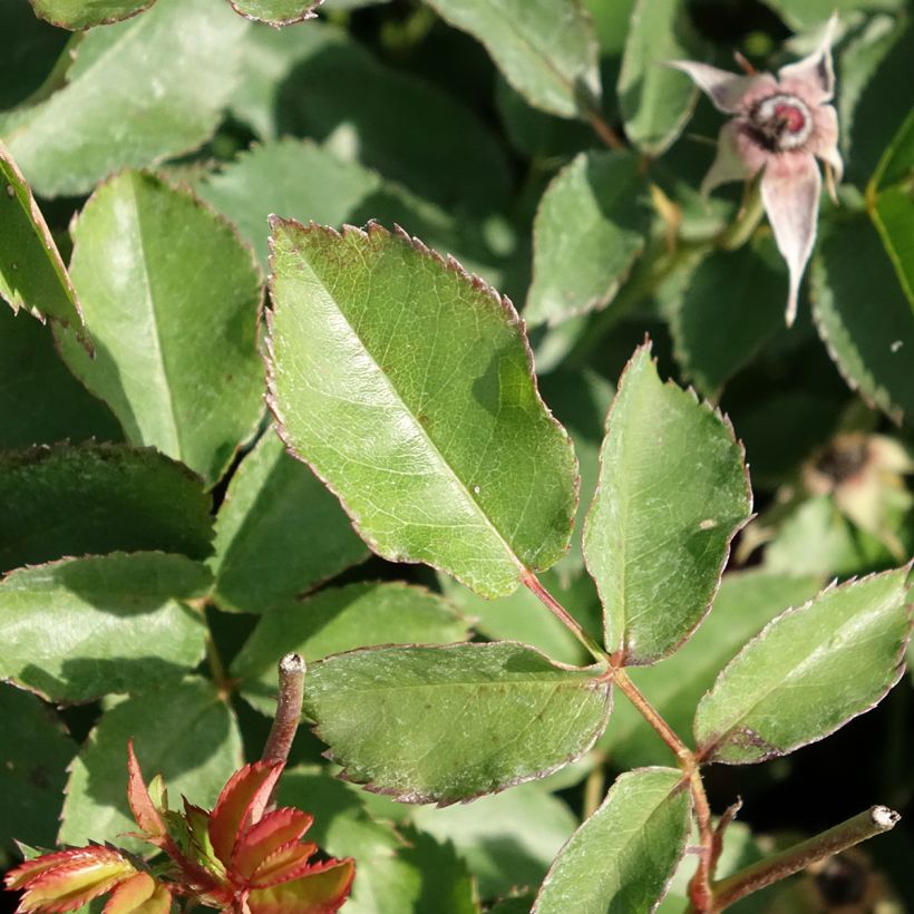 Rosa Rêve de Paris - Trosroos (Blad)