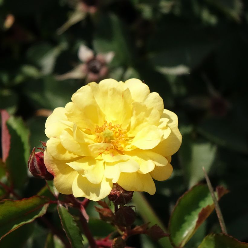 Rosa Rêve de Paris - Trosroos (Bloei)