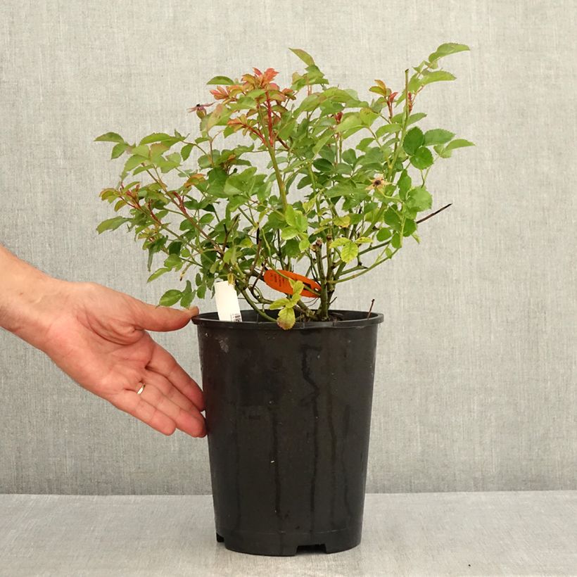 Exemplaar van Rosa Rêve de Paris - Trosroos Pot van 4 l/5 l zoals geleverd in de zomer