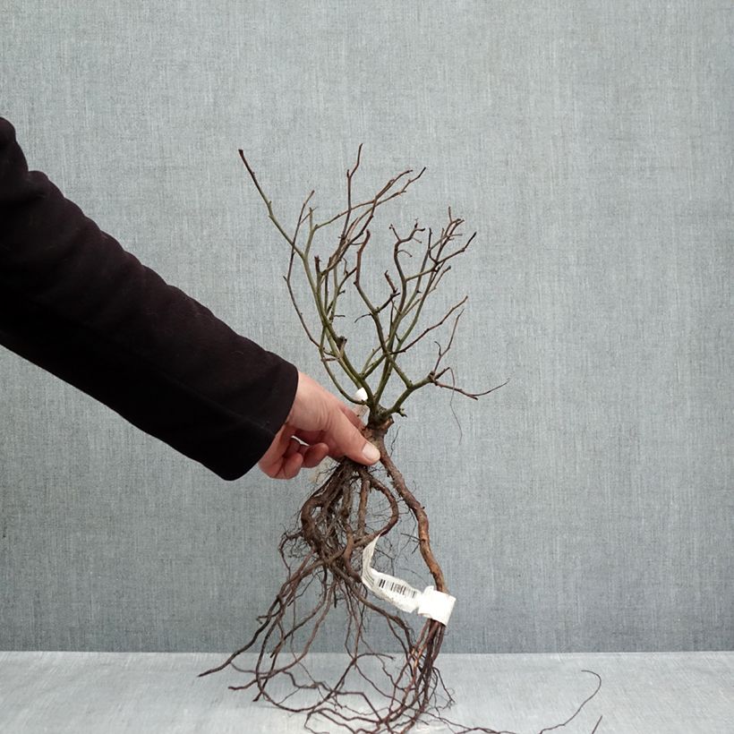 Exemplaar van Rosa Rêve de Paris - Trosroos Naakte wortel zoals geleverd in de winter