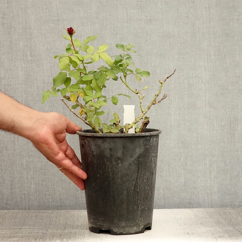 Exemplaar van Rosa Red Meilove - Polyantharoos Pot van 4 l/5 l zoals geleverd in de zomer