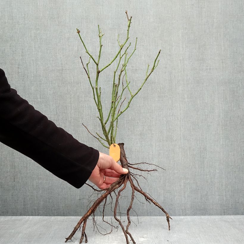 Exemplaar van Rosa Red Meilove - Polyantharoos Naakte wortel zoals geleverd in de winter