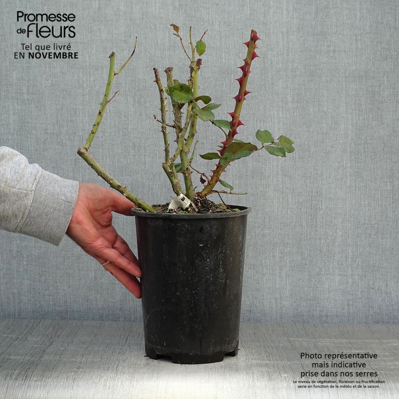 Exemplaar van Rosa Princesse Astrid de Belgique - Grootbloemige roos Pot van 4 l/5 l zoals geleverd in de herfst