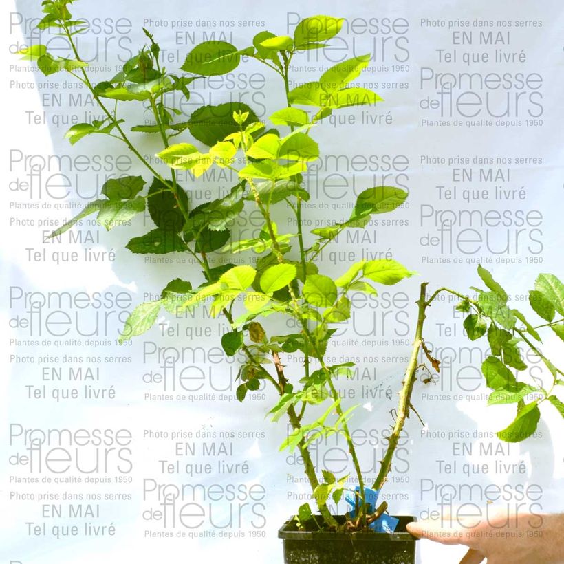 Voorbeeld van een exemplaar van Rosa Generosa® Reine Sammut - Struikroos Pot van 4 l/5 l zoals geleverd