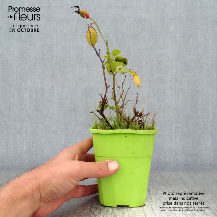 Exemplaar van Rosa Black Forest Rose - Bodembedekkende roos Pot van 1,5 l/2 l zoals geleverd in de herfst