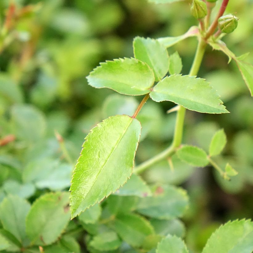 Rosa Innocencia - Trosroos (Blad)