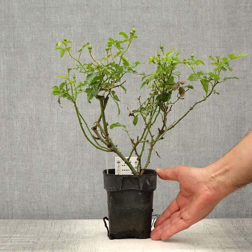 Exemplaar van Rosa Innocencia - Trosroos Pot van 10 cm/11 cm zoals geleverd in de zomer