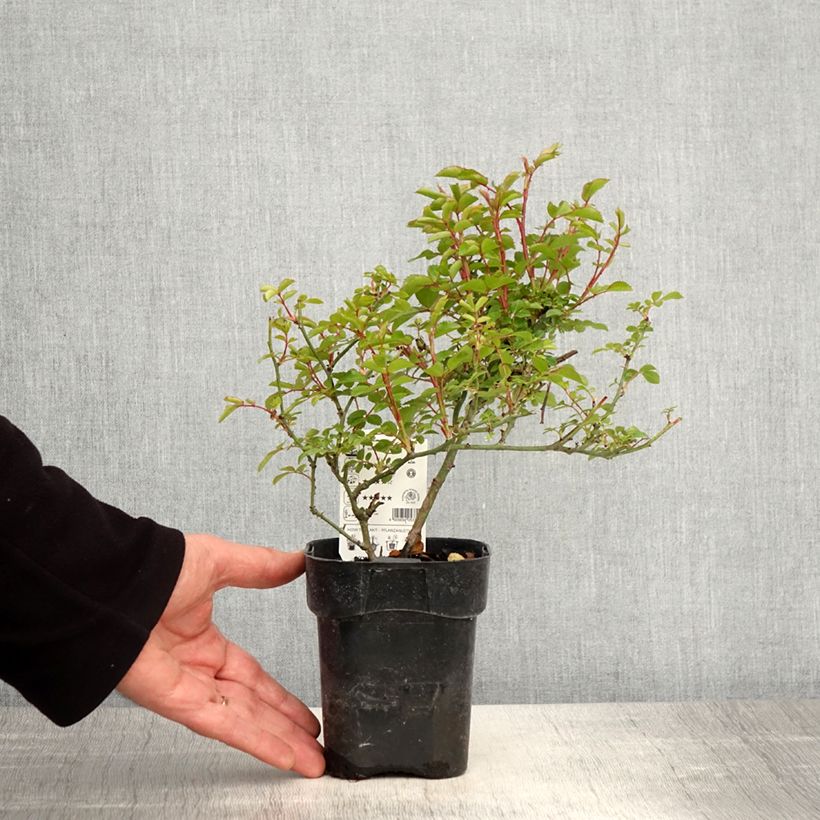 Example of Rosa Innocencia - Trosroos Pot van 10 cm/11 cm as you get in printemps