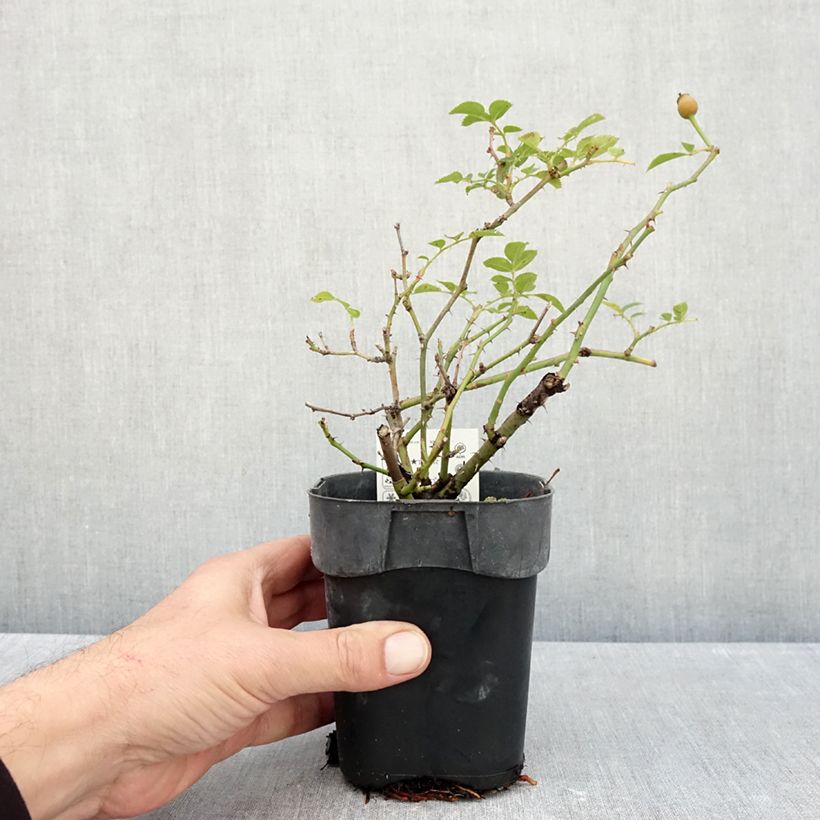Exemplaar van Rosa Innocencia - Trosroos Pot van 10 cm/11 cm zoals geleverd in de herfst