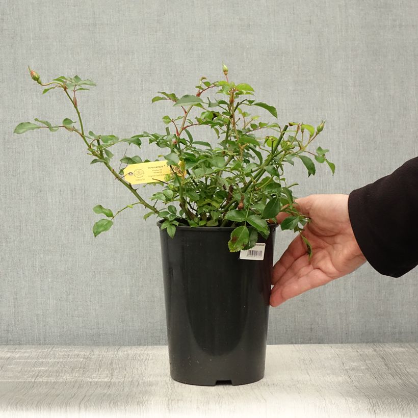 Exemplaar van Rosa Innocencia - Trosroos Pot van 3 l/4 l zoals geleverd in de herfst