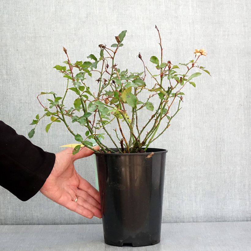 Exemplaar van Rosier Rigo Innocencia Pot de 3L/4L zoals geleverd in de winter