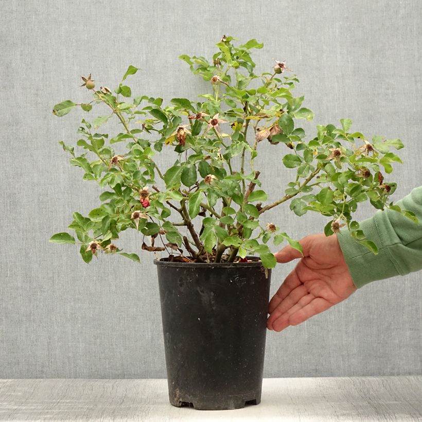 Exemplaar van Rosa Caracho - Trosroos Pot van 3 l/4 l zoals geleverd in de zomer