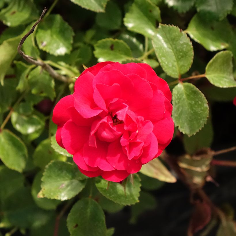 Rosa Caracho - Trosroos (Bloei)
