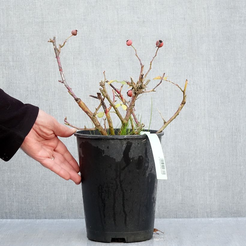 Exemplaar van Rosa Caracho - Trosroos Pot van 3 l/4 l zoals geleverd in de herfst