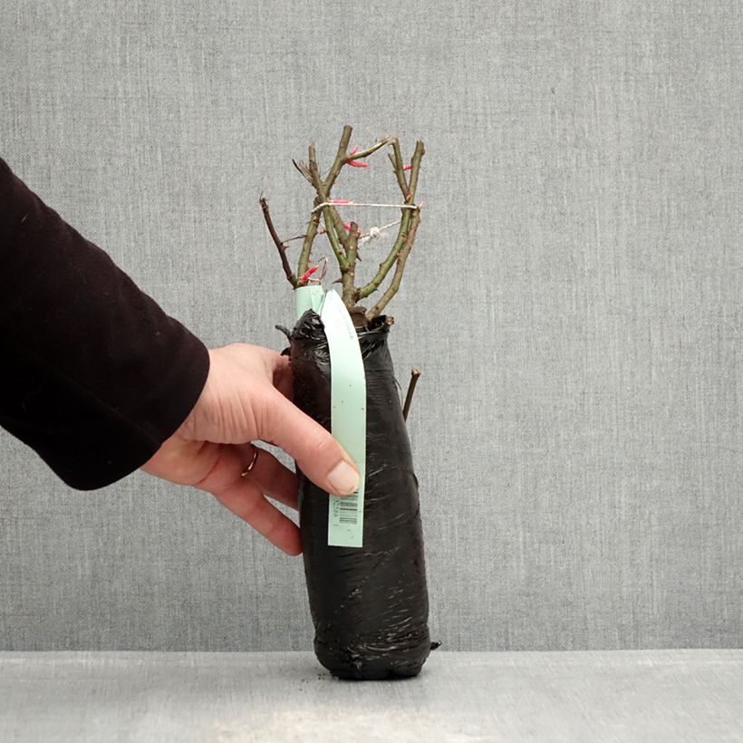 Exemplaar van Rosa Hotline - Trosroos In kluit zoals geleverd in de winter