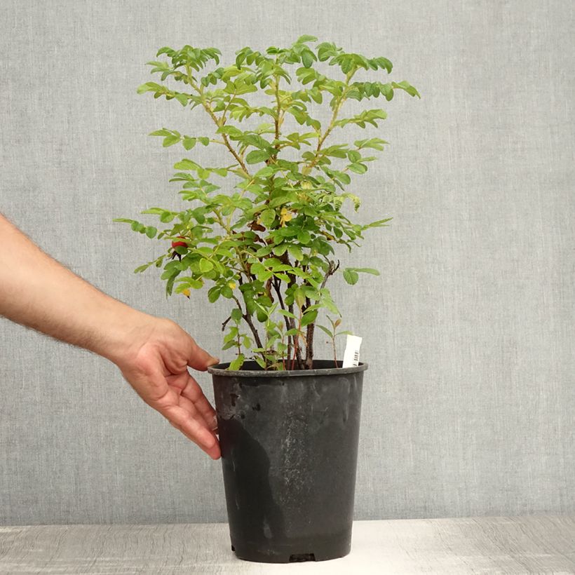 Exemplaar van Rosa rugosa Alba - Hondsroos Pot van 3 l/4 l zoals geleverd in de zomer