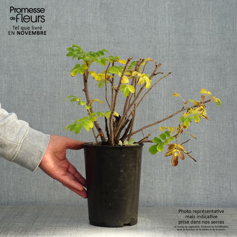 Exemplaar van Rosa rugosa Alba - Hondsroos Pot van 3 l/4 l zoals geleverd in de herfst
