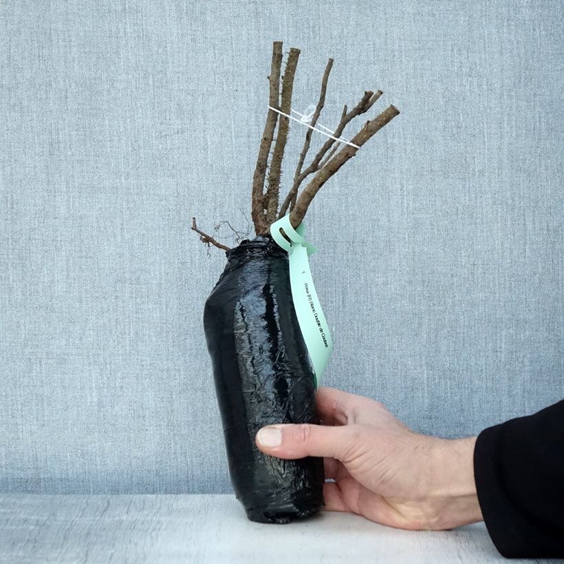 Exemplaar van Rosa rugosa Blanc Double de Coubert - Hondsroos In kluit zoals geleverd in de winter