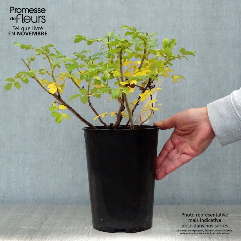 Exemplaar van Rosa rugosa Blanc Double de Coubert - Hondsroos Pot van 4 l/5 l zoals geleverd in de herfst