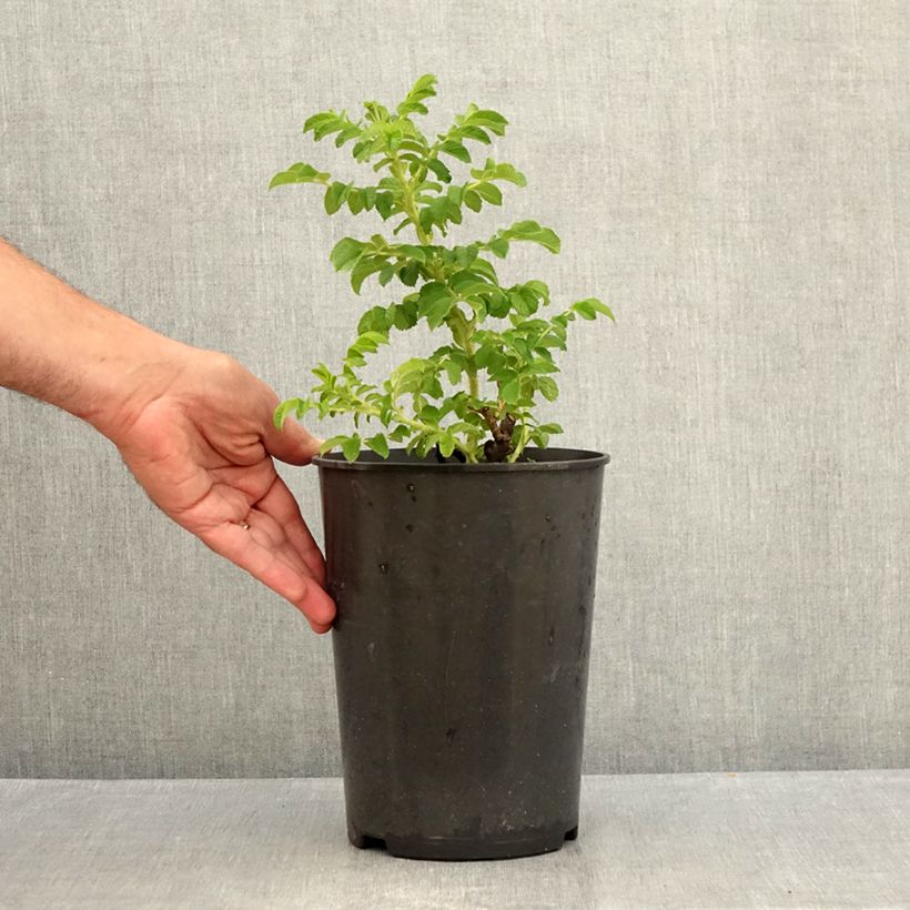 Exemplaar van Rosa rugosa Blanc Double de Coubert - Hondsroos Pot van 4 l/5 l zoals geleverd in de zomer