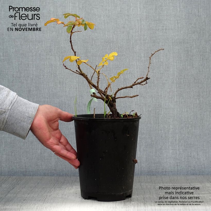Exemplaar van Rosa Dagmar Hastrup - Hondsroos Pot van 2 l/3 l zoals geleverd in de herfst