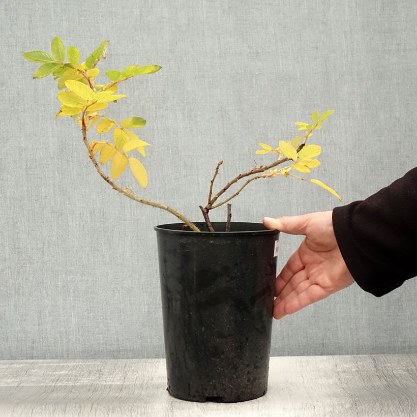 Exemplaar van Rosier rugosa Hansa Pot de 4L/5L, Qualité 2 branches zoals geleverd in de herfst