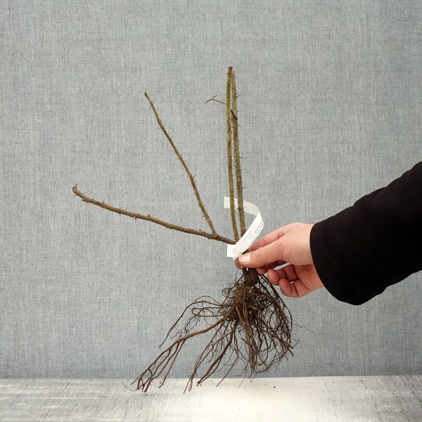 Exemplaar van Rosa Hansa - Hondsroos Naakte wortel zoals geleverd in de winter