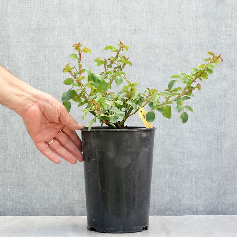 Exemplaar van Rosa Hansa - Hondsroos Pot van 4 l/5 l zoals geleverd in de zomer