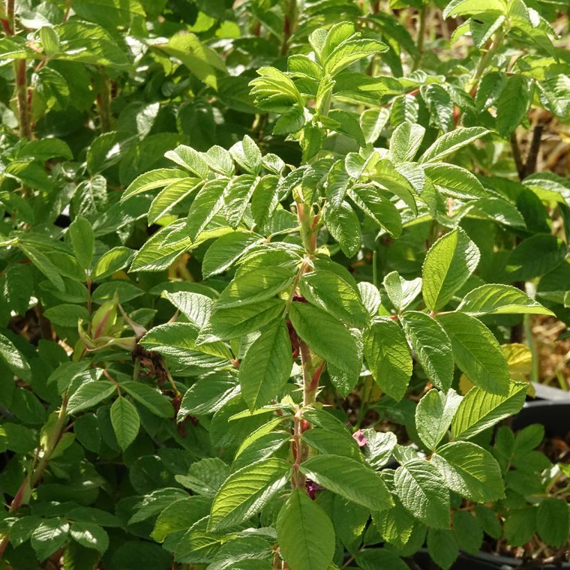 Rosa Hansa - Hondsroos (Blad)