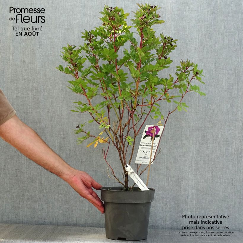 Exemplaar van Rosa Jam-a-licious - Hondsroos Pot van 4 l/5 l zoals geleverd in de zomer