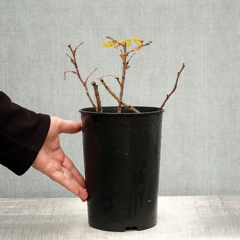 Exemplaar van Rosier rugosa Roseraie de l'Haÿ Pot de 3L/4L, Qualité 2 branches zoals geleverd in de herfst
