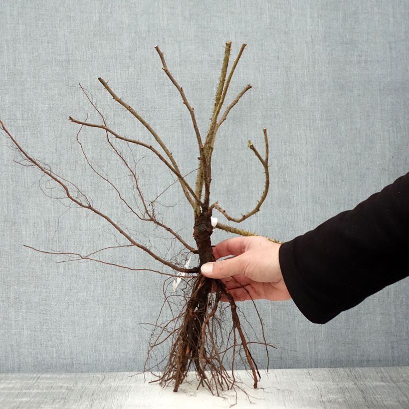 Example of Rosa Roseraie de l'Haÿ - Hondsroos Naakte wortel as you get in hiver