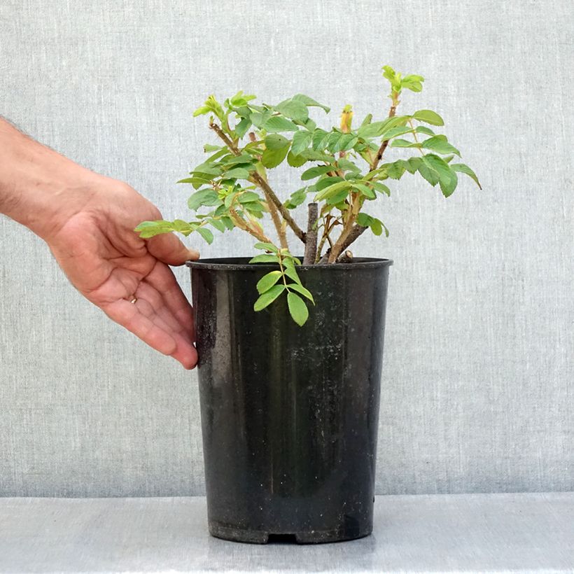 Exemplaar van Rosa Roseraie de l'Haÿ - Hondsroos Pot van 3 l/4 l zoals geleverd in de zomer