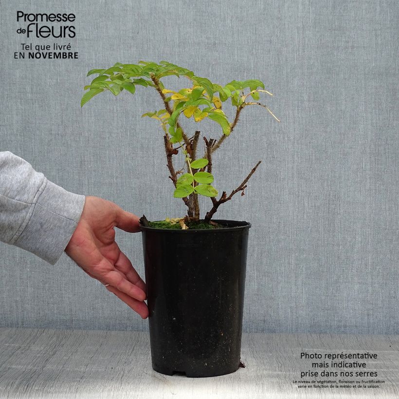 Exemplaar van Rosa rugosa Rubra - Hondsroos Pot van 2 l/3 l zoals geleverd in de herfst