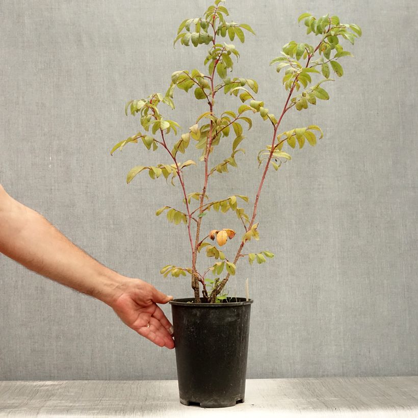 Exemplaar van Rosa rugosa Thérèse Bugnet - Hondsroos Pot van 4 l/5 l zoals geleverd in de zomer