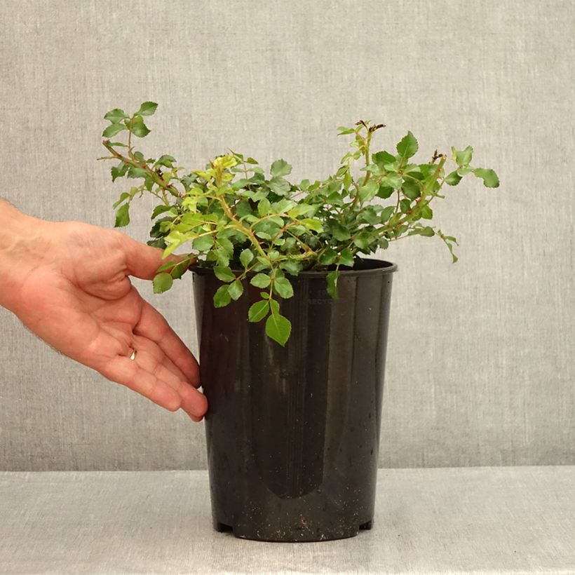 Exemplaar van Rosa Toscana - Polyantharoos Pot van 3 l/4 l zoals geleverd in de zomer