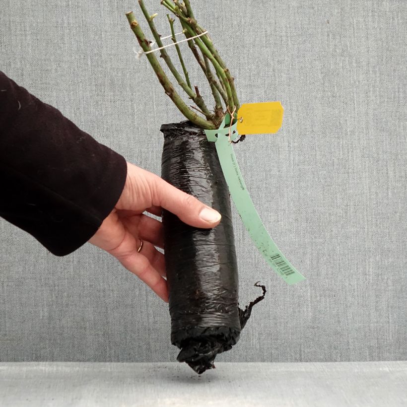 Exemplaar van Rosa Toscana - Polyantharoos In kluit zoals geleverd in de winter