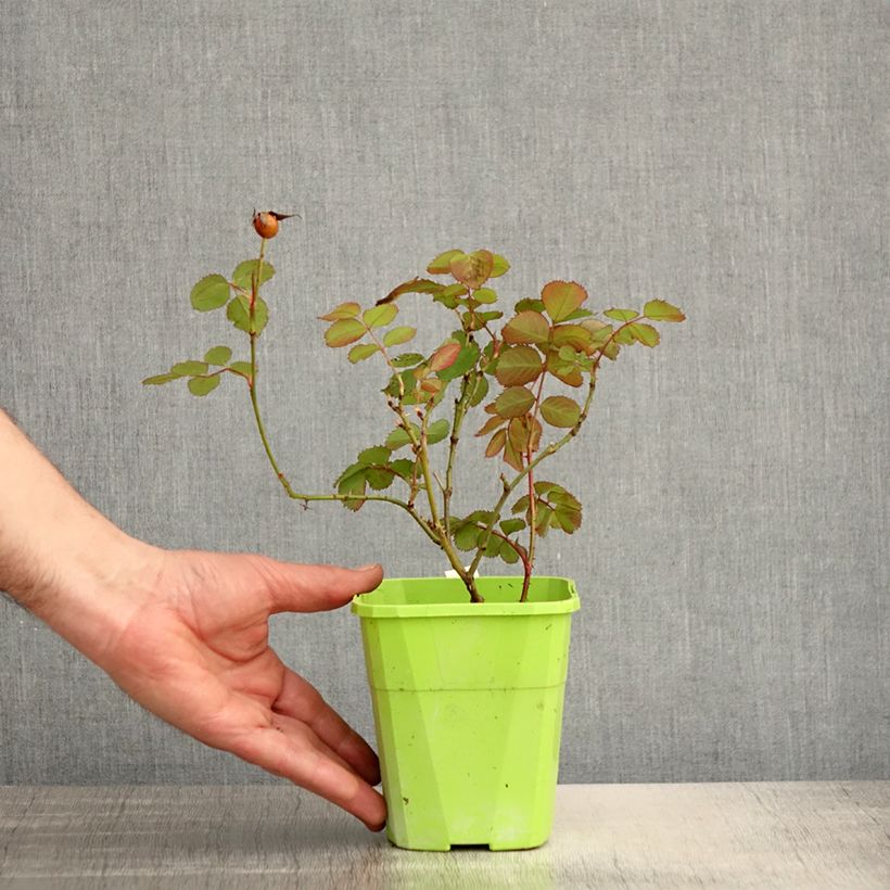 Exemplaar van Rosa See You in Pink - Struikroos Pot van 3 l/4 l zoals geleverd in de lente