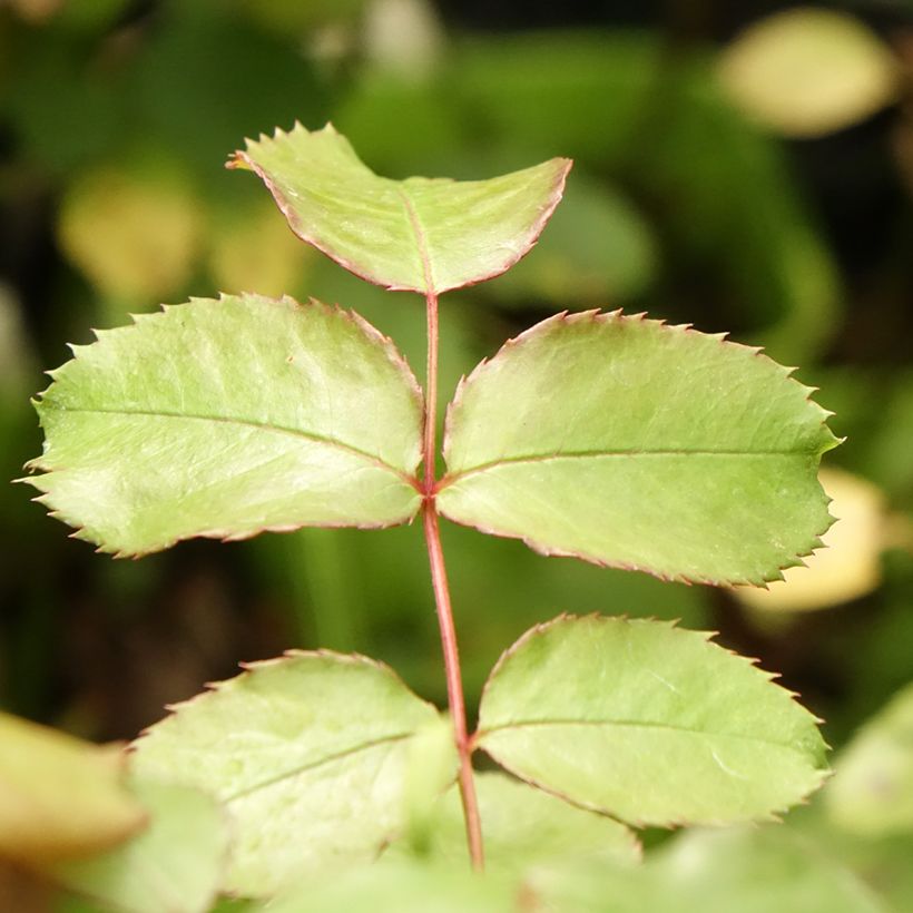 Rosa See You in Pink - Struikroos (Blad)
