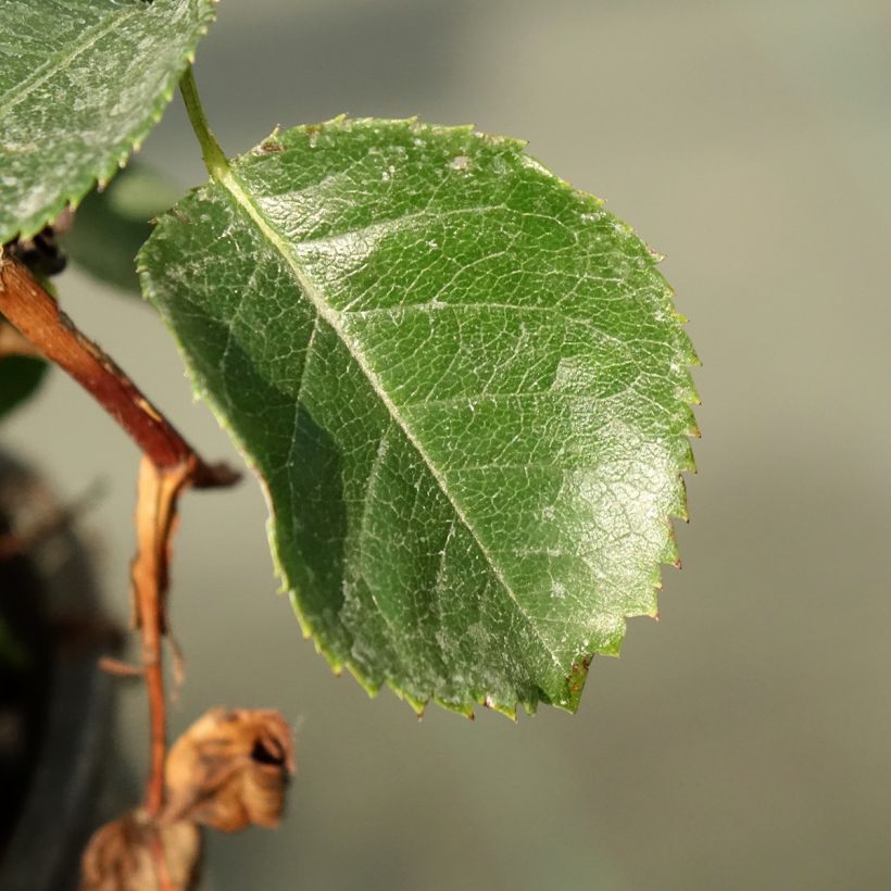 Rosa See You in Purple - Struikroos (Blad)