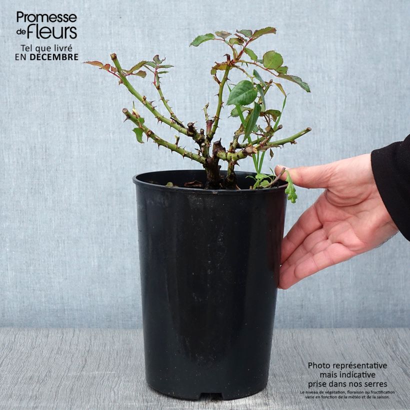 Exemplaar van Rosier See You In Red Pot de 4L/5L zoals geleverd in de herfst