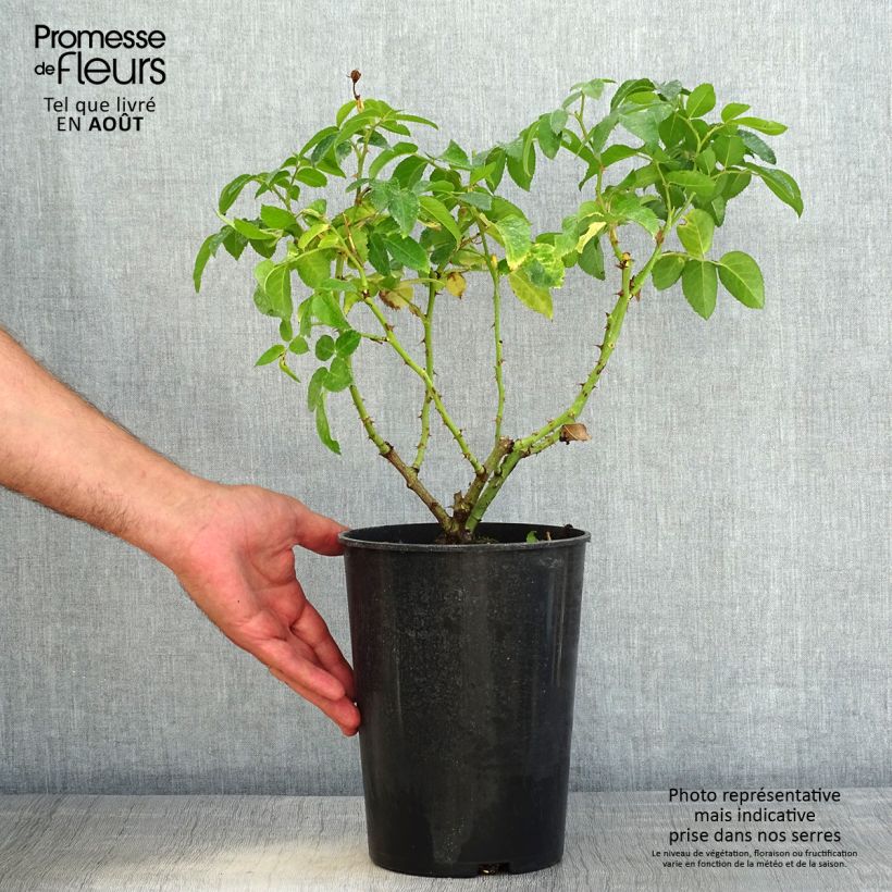 Exemplaar van Rosa See You In Red - Struikroos Pot van 4 l/5 l zoals geleverd in de zomer