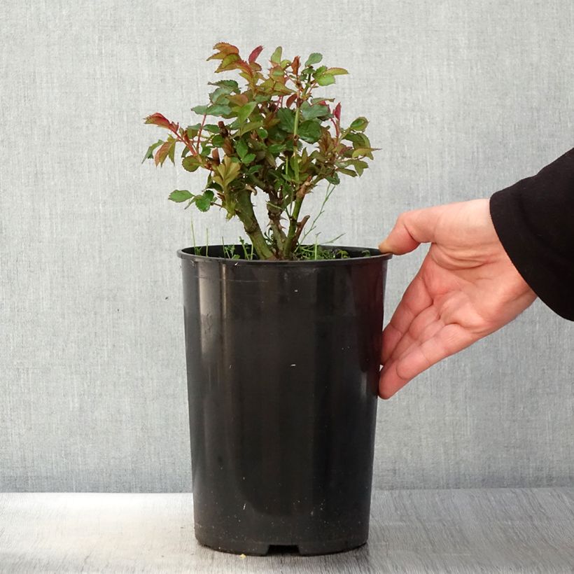 Example of Rosa See You In Red - Struikroos Pot van 4 l/5 l as you get in printemps