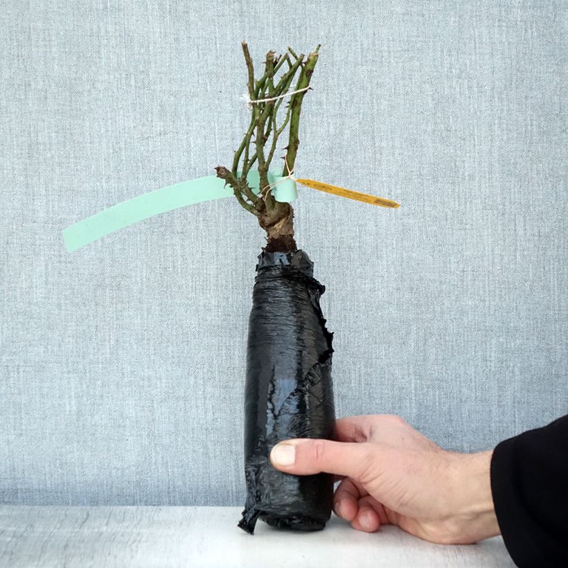 Example of Rosa See You in Rosé - Struikroos In kluit as you get in hiver