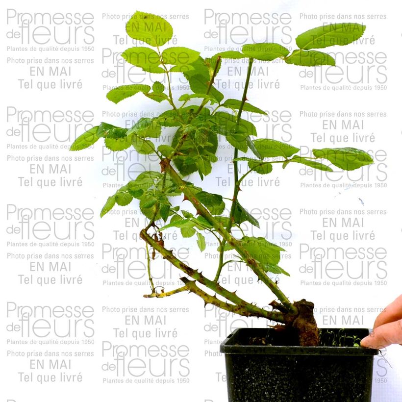 Voorbeeld van een exemplaar van Rosa Schwarze Madonna - Grootbloemige roos Pot van 4 l/5 l zoals geleverd