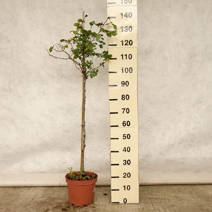 Exemplaar van Rosa Gabriel Oak - Stamroos Pot van 4 l/5 l, Stengel zoals geleverd in de zomer